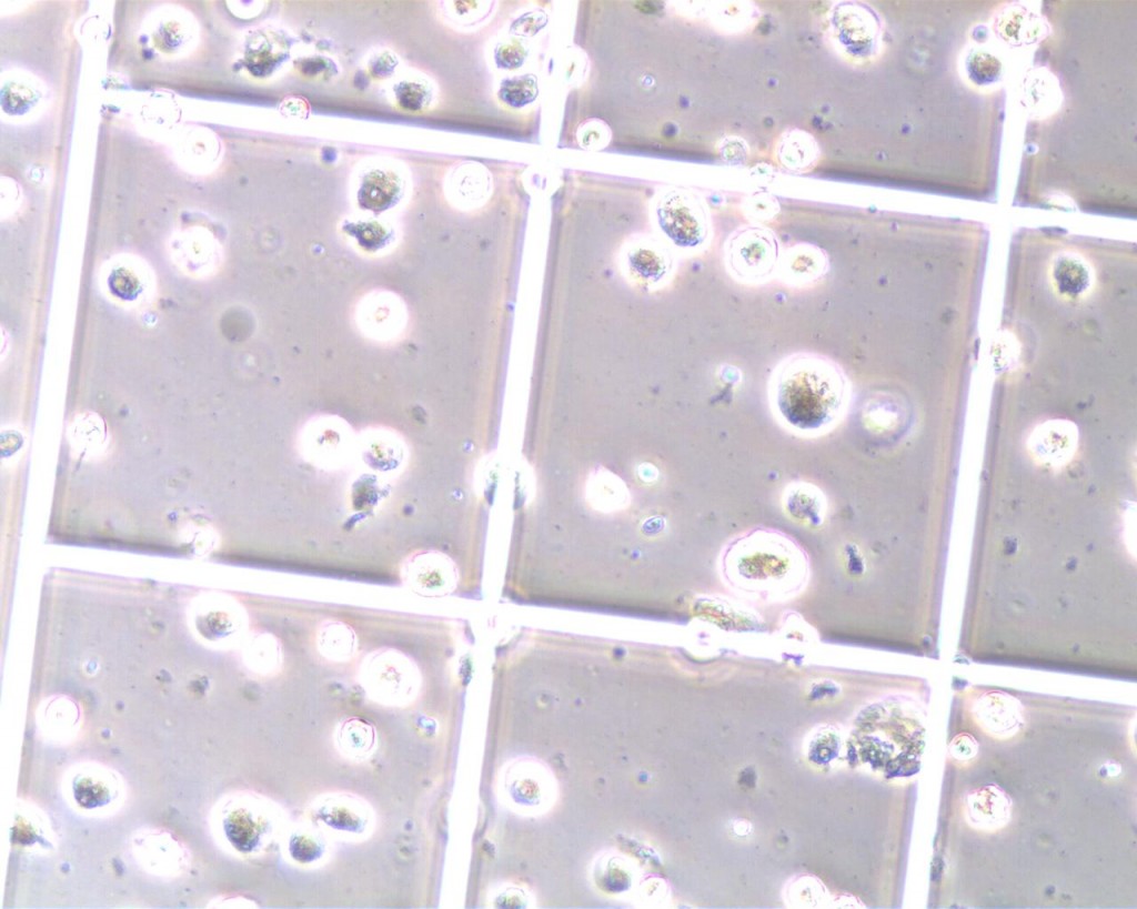 stem cell6